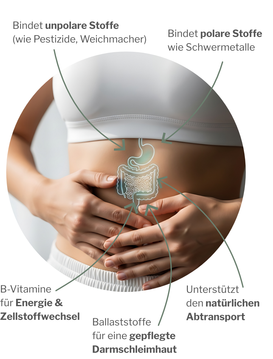 Chitosan-Ballaststoff als Darmdetox und Alternative zu Zeolith und Benotit