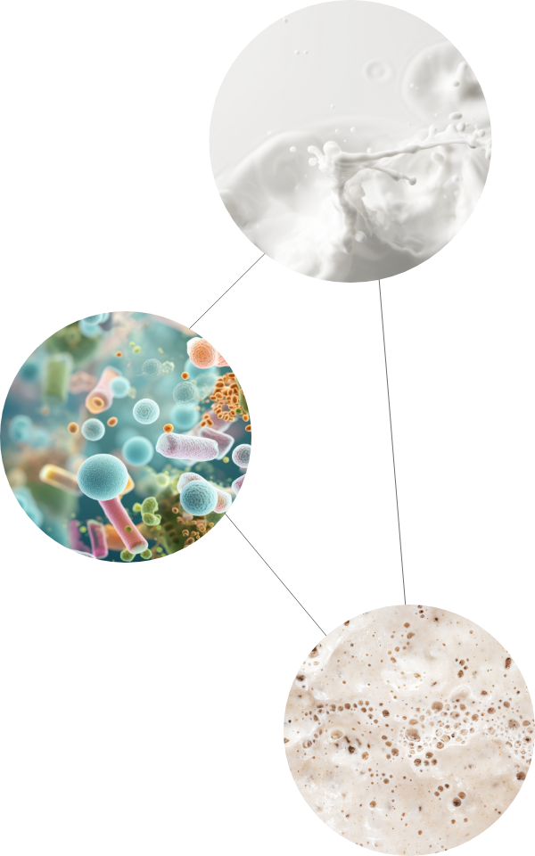 Zutaten und Darmbakterien des ActiveBRAVO joghurts