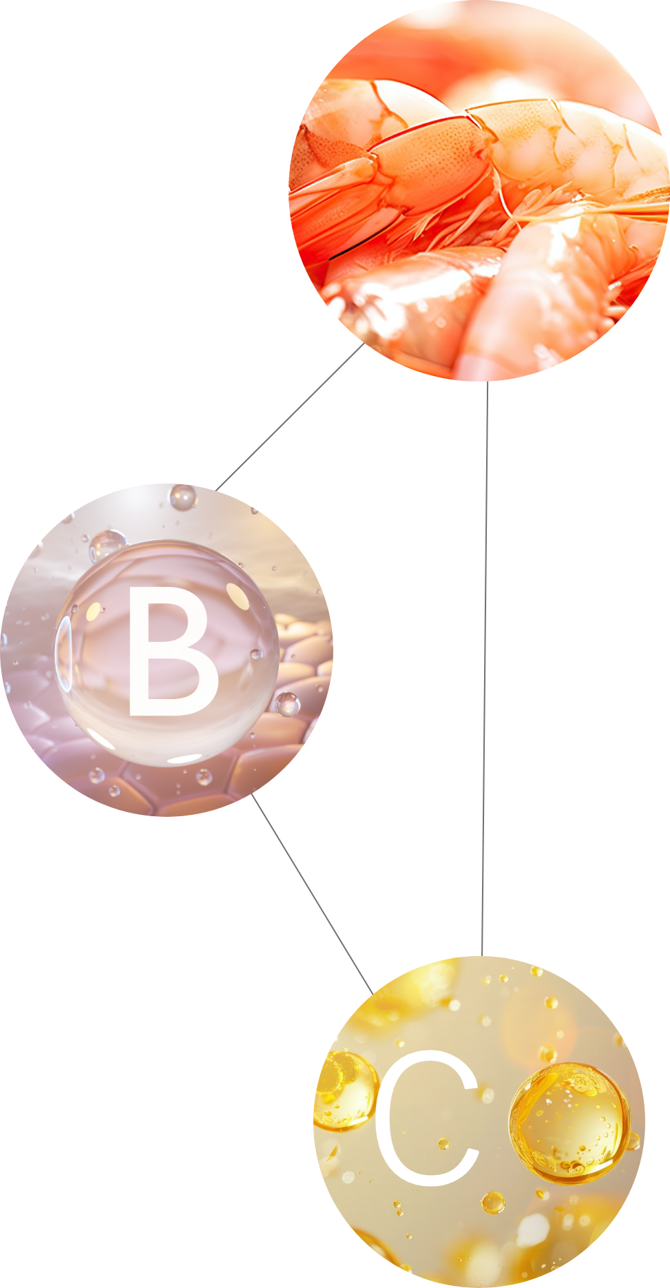 Synergien und Cofaktoren bei ChitosaCLEAN colon