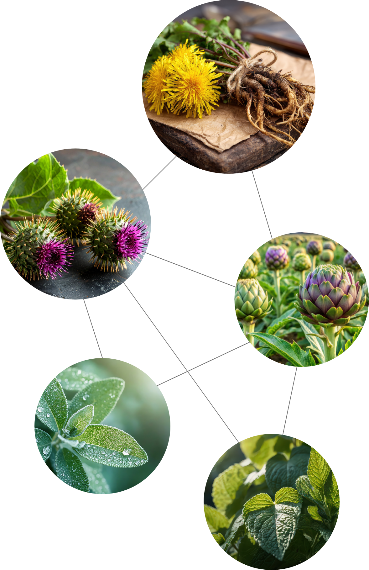 Synergie-Prinzip von HepaCHI: Fünf Bitterkräuter für die Stärkung von Leber und Galle