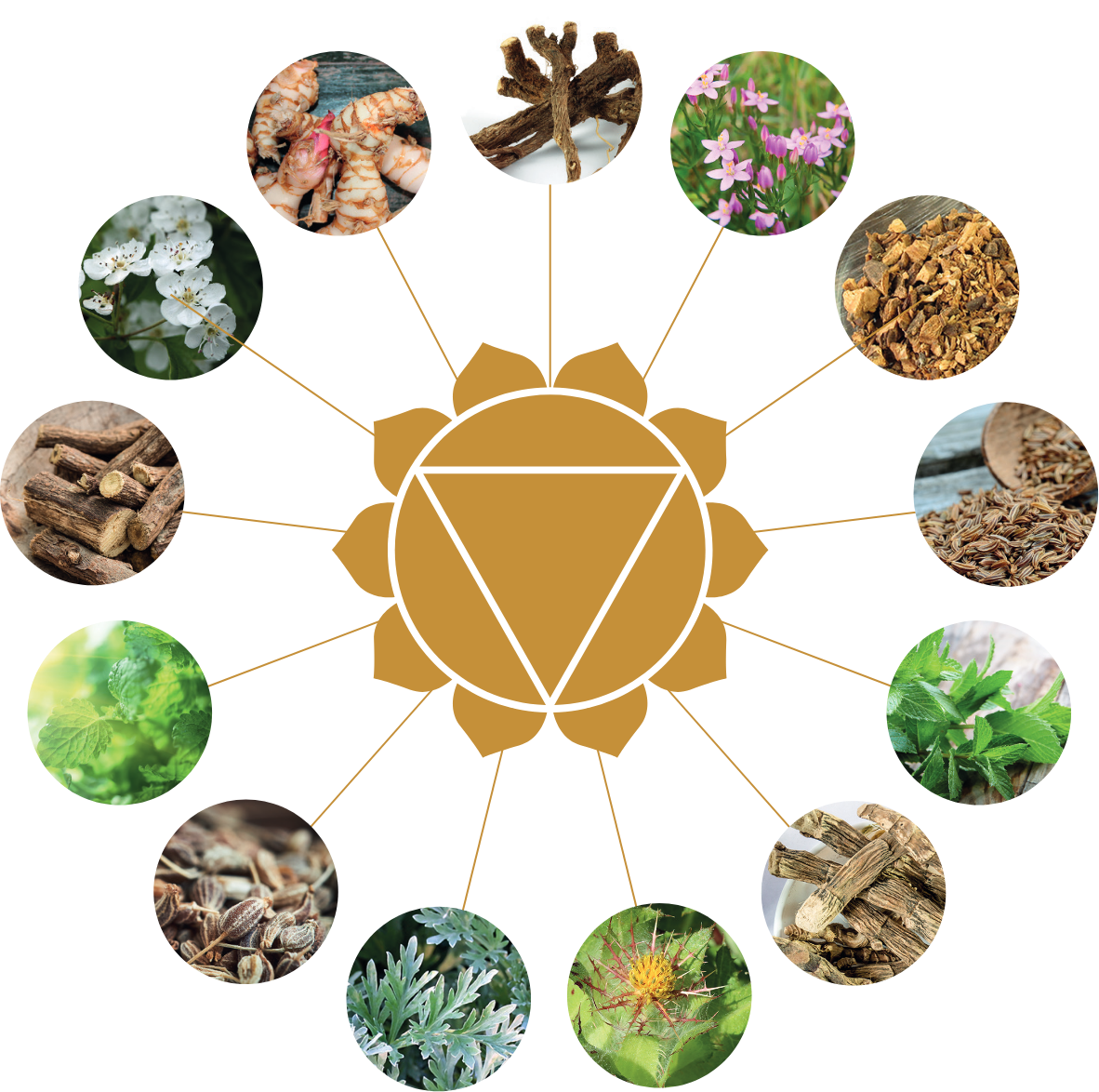 Kräuter von HerbiGOLD