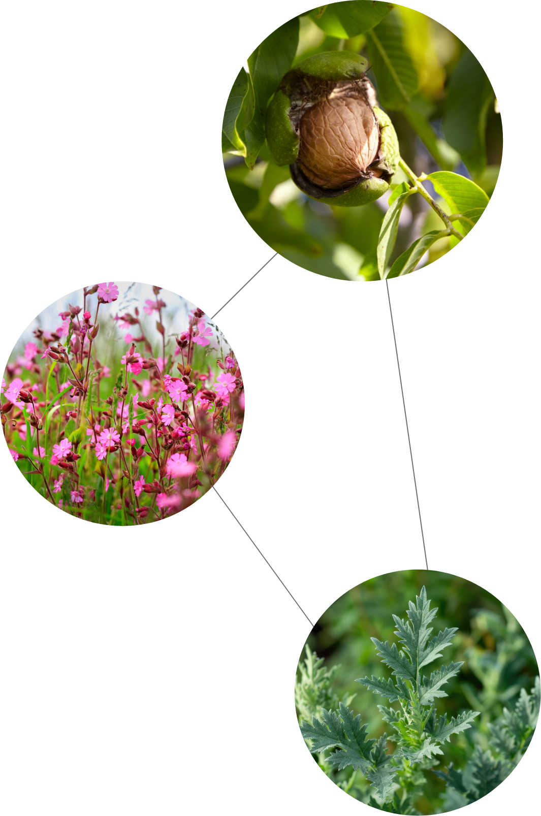 Synergie-Prinzip von ImmuCHI: Drei Bitterkräuter für die Stärkung von Immunsystem, Darm und Abwehrkräfte