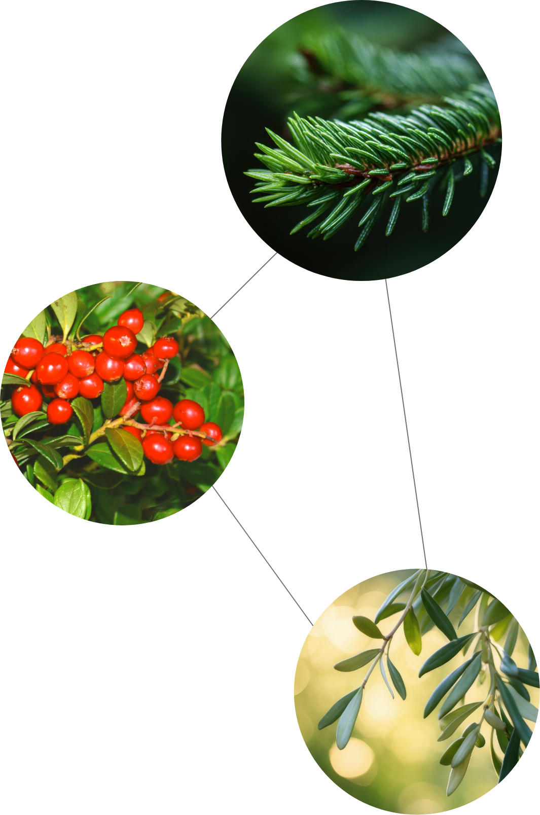 Synergie-Prinzip von LympoCHI: Drei Bitterkräuter für die Stärkung der Lymphe und des Entgiftungssystem