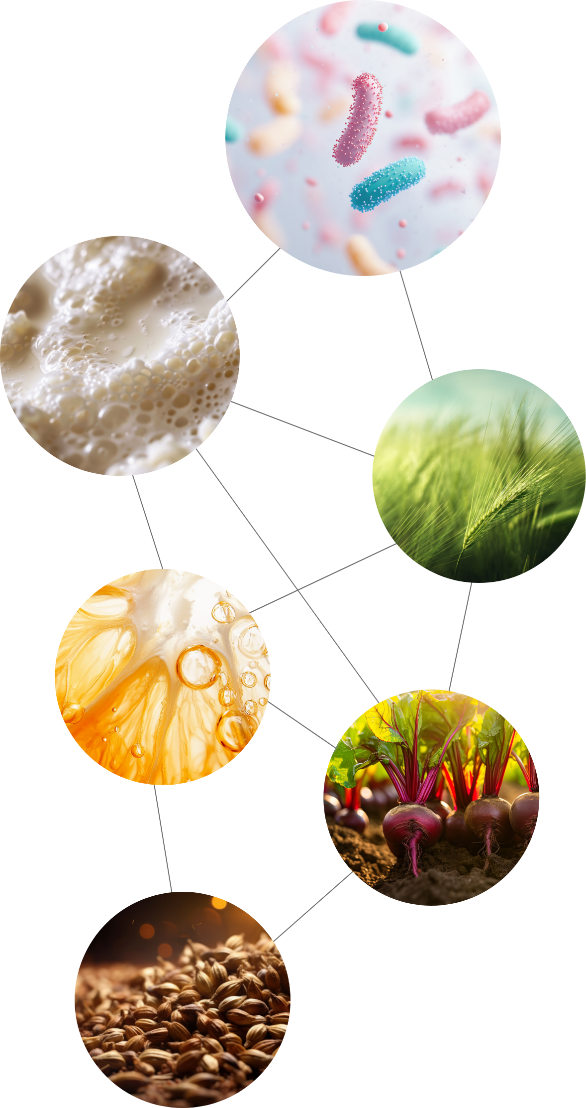 Synergie-Prinzip von MyREGULATE: Sechs Faktoren zur gegenseitigen Verstärkung für den Milchbakterienturbo