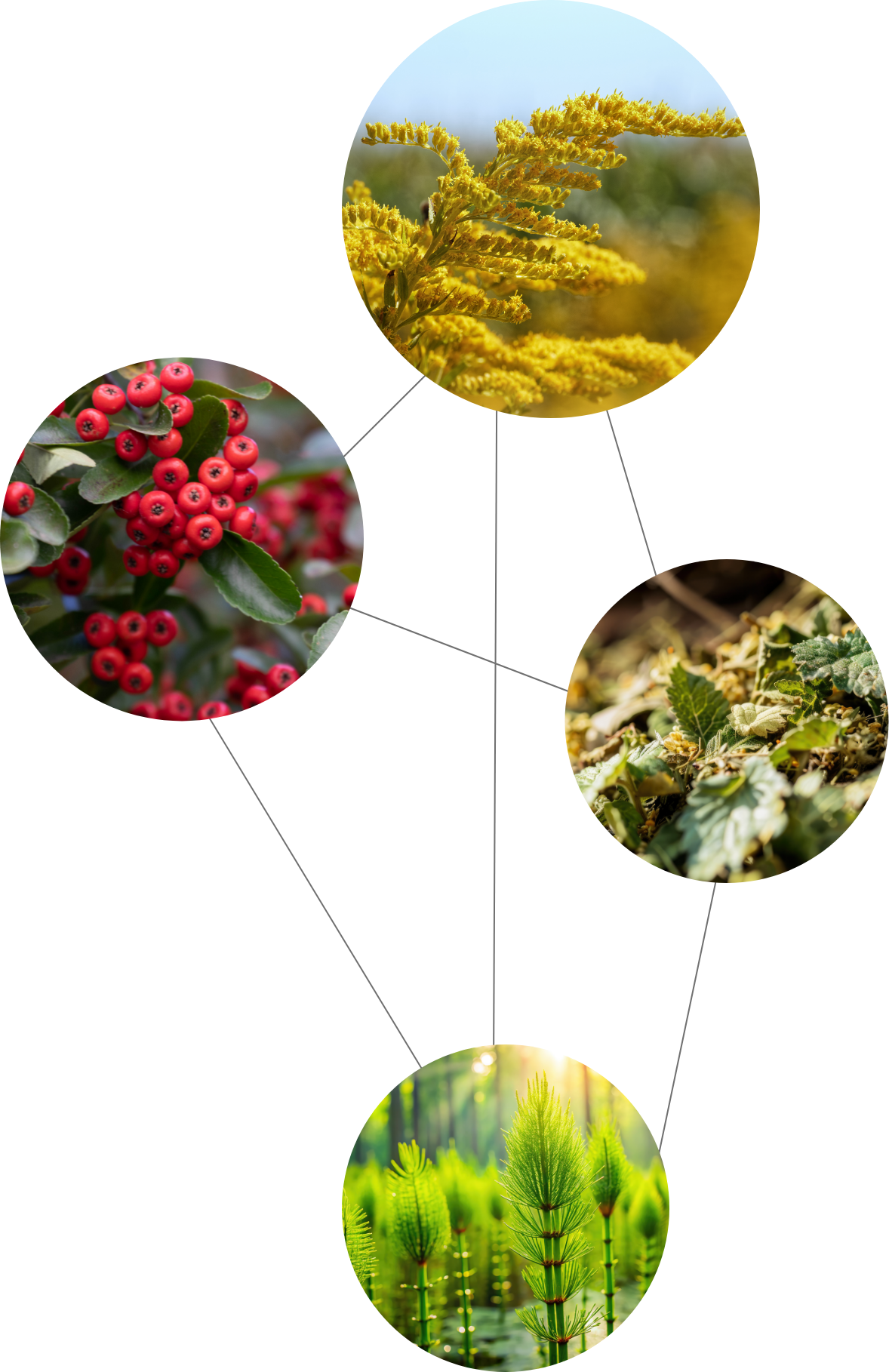 Synergie-Prinzip von RenaCHI: Vier Bitterkräuter für die Stärkung der Nieren