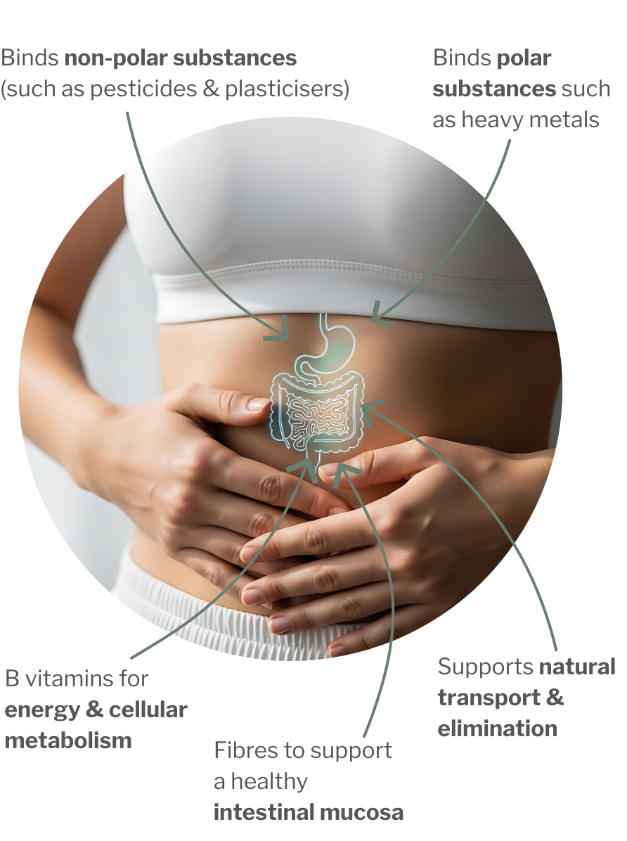 Usage of ChitosaCLEAN colon – Chitosan for the basic detox