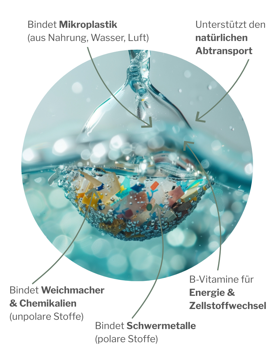 Veganer Chitosan-Ballaststoff als Darmdetox für Mikroplastik als Alternative zu Zeolith und Benotit