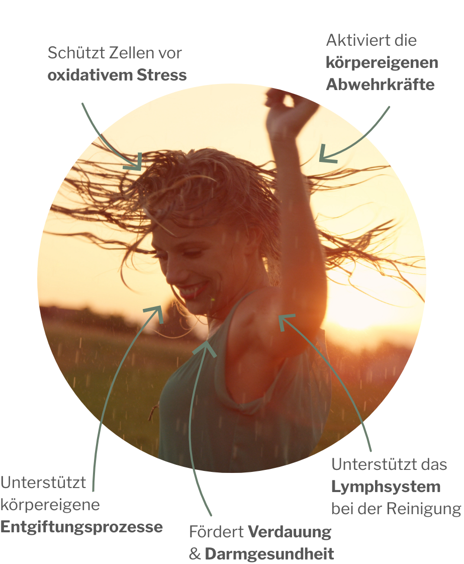 Wirkung von ChiImmun: Täglich vor dem Essen für ein starkes und wehrhaftes Immunsystem und funktionsfähige Lymphsystem