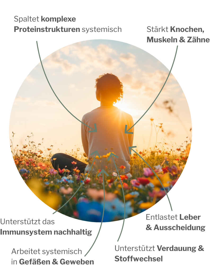 Wirkung vom Enzym- und Vitalstoffpaket mit Enzymprodukten mit Pflanzenkraft und Vitamin D3, K2 und Magnesium