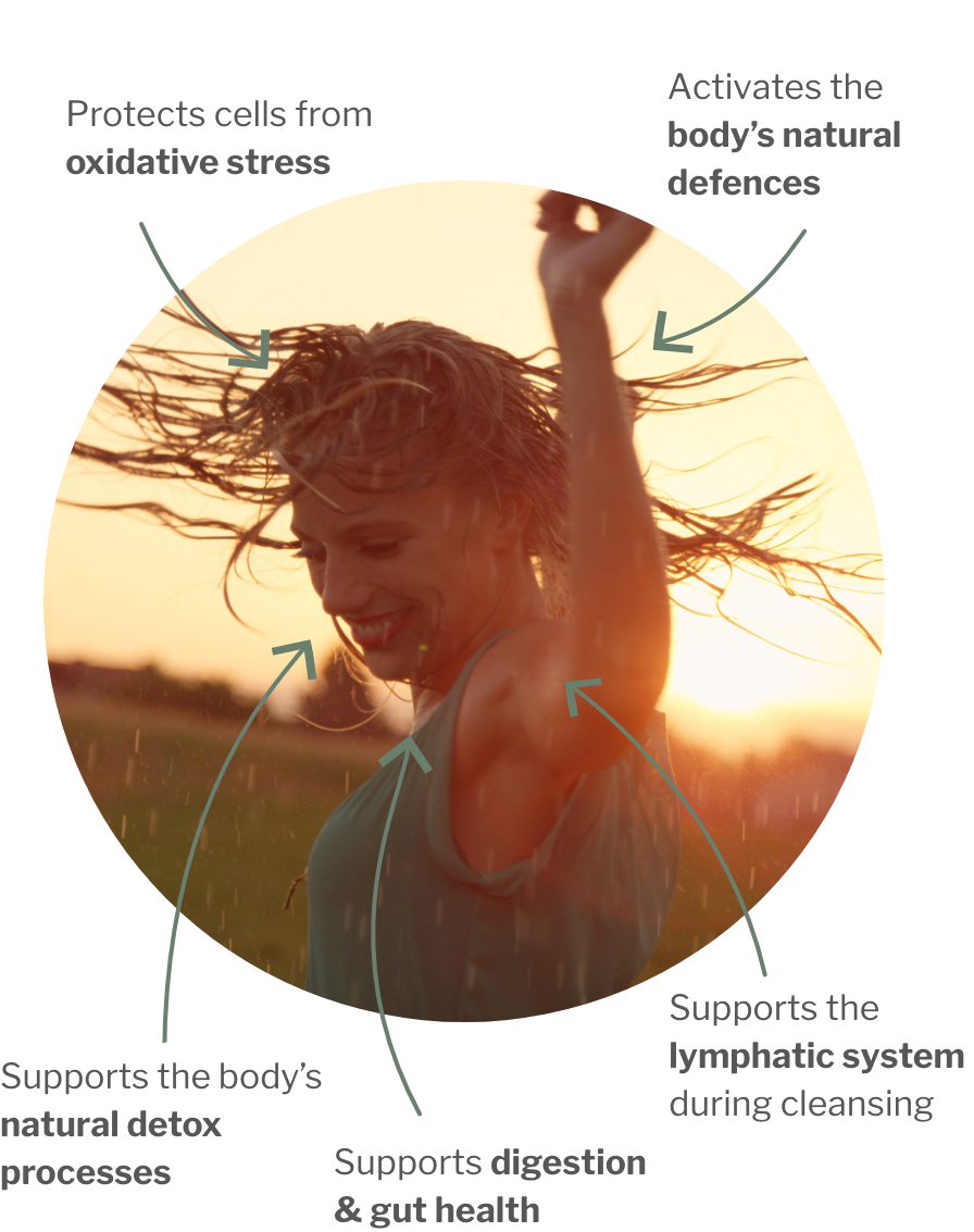 Usage of CHi Immune –Herbal Bitter Duo for Lymph & Immune System