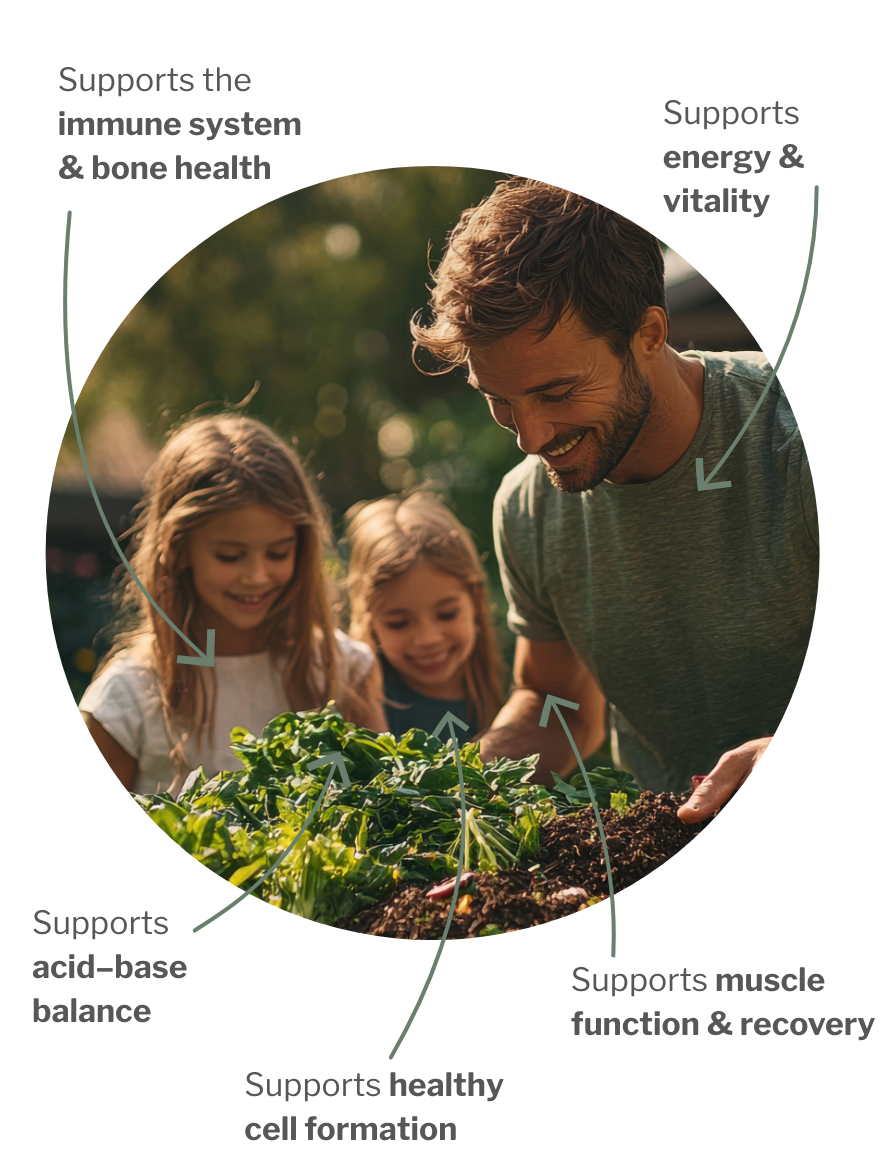 Usage of Daily Essentials Bundle – for the active everyday life: Cell structure, balance and energy