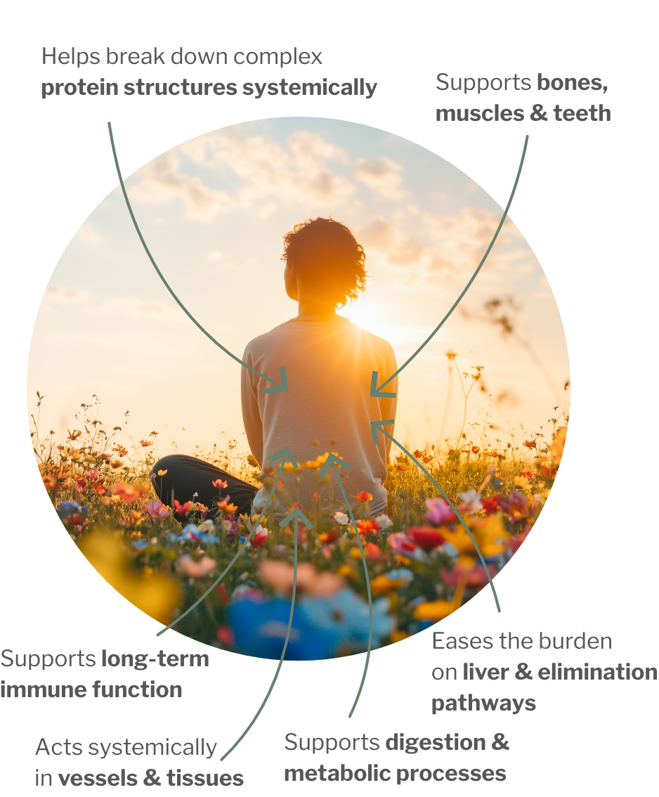 Usage of Enzyme & Nutrient Bundle – Enzyme & Vitamin Power for the Immune System & Relief