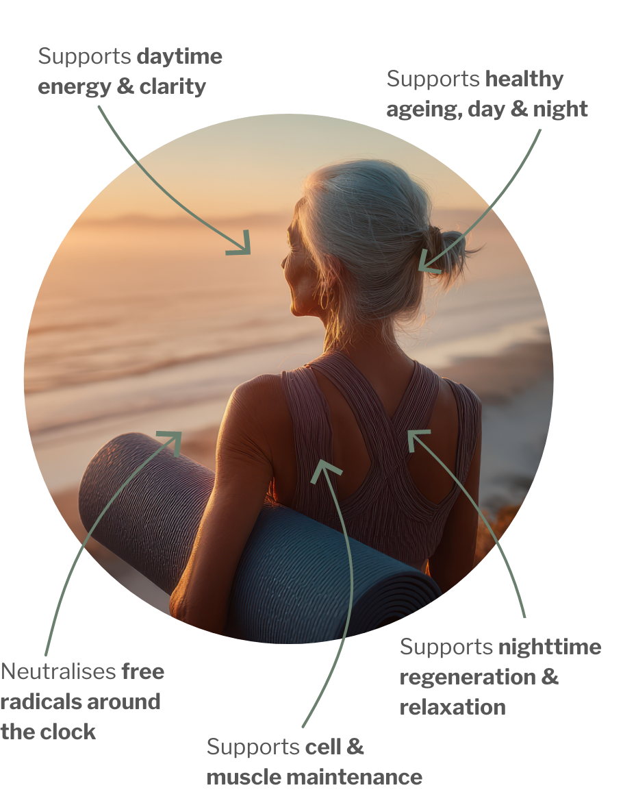 Usage of Longevity night – For healthy aging: Cell protection & cell regeneration for active days