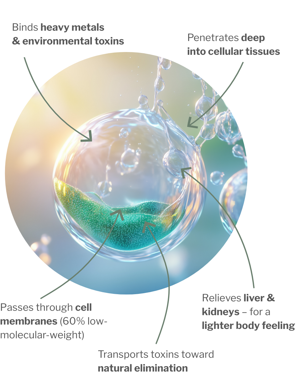 Usage of PektiCLEAN– Micropectin for cellular detox