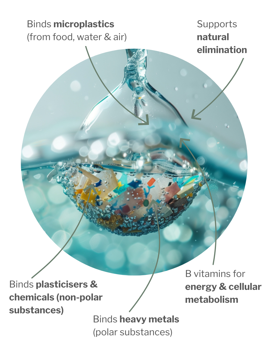 Usage of PlastiCLEAN– vegan Chitosan for microplastic detox