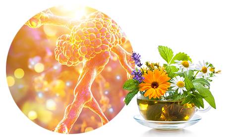 Lymphatische System mit Kräutertee für einen besseren Lymphfluss