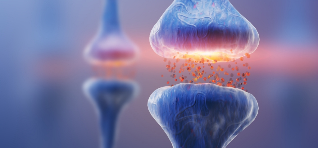 Close-up illustration of a synapse releasing neurotransmitters and nutrients between two brain neurons, glowing signaling